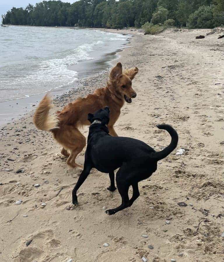 7 Superfoods For Your Dogs Healthy Joints