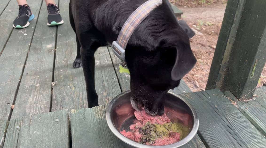 dog dish diet