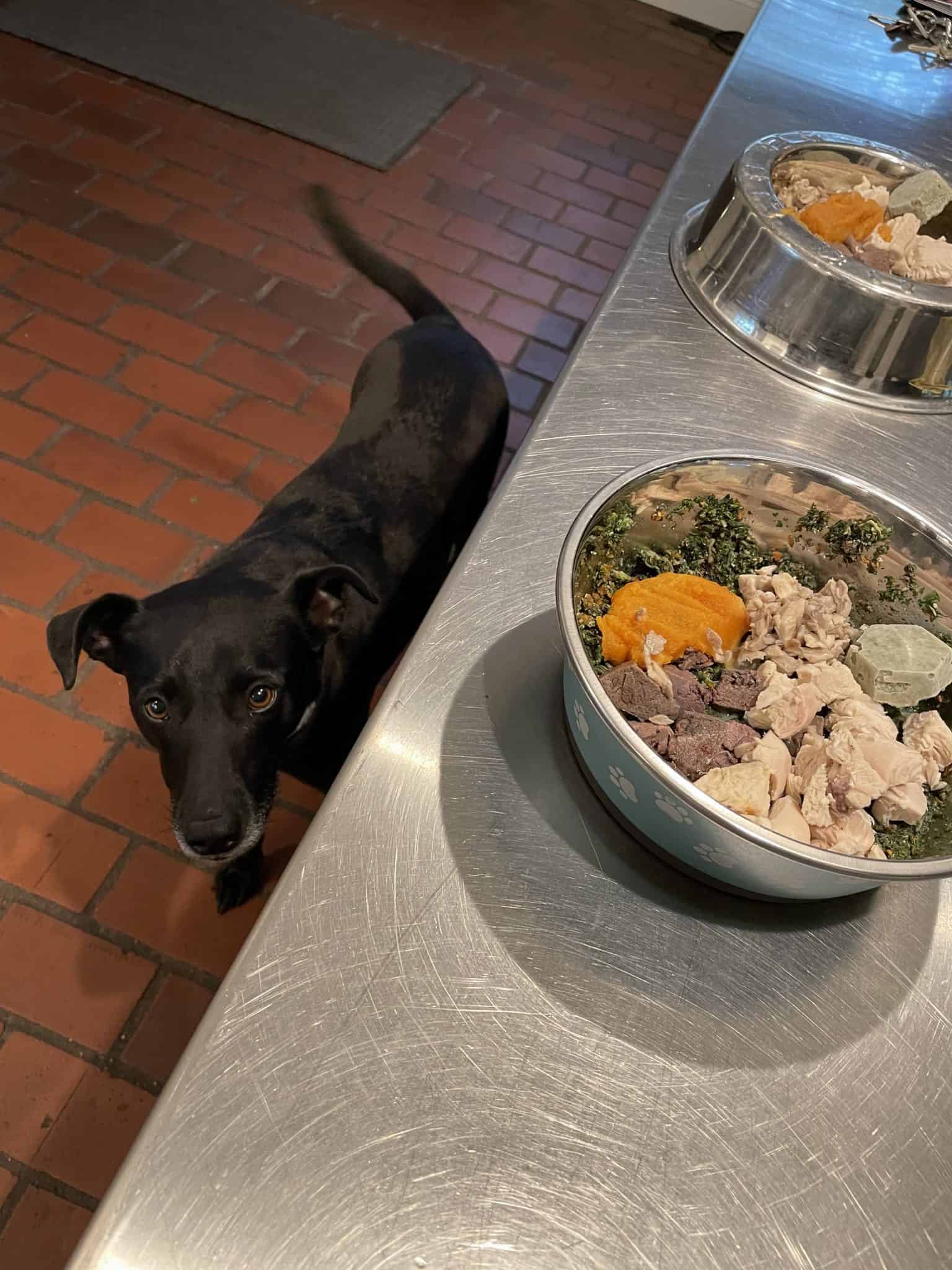 Fresh Pet Food Costs 8 Ways To Offset Them