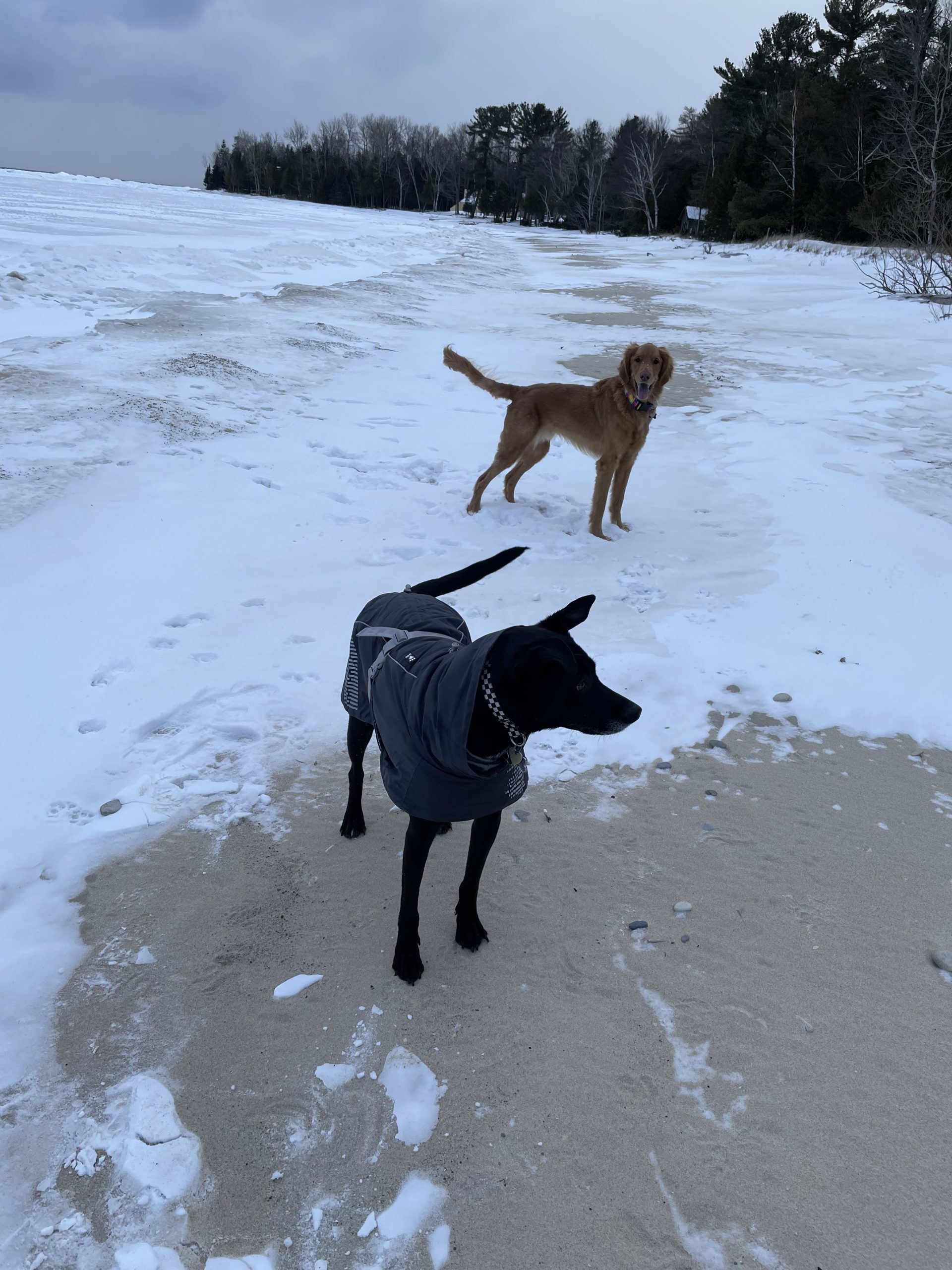 Dog Jacket Review Hurtta Extreme Warmer